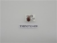 藏品(金龜子科)的圖片